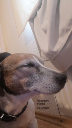 Dog Pictures (NFT) - Chico Image