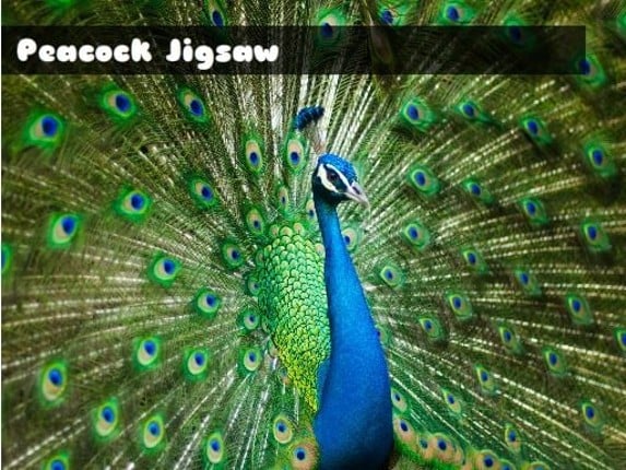 Peacock Jigsaw Game Cover