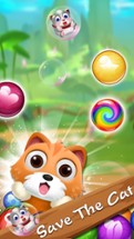 Rescue pet pop bubble shoot cat Image