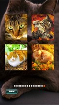 Cat Puzzles Image