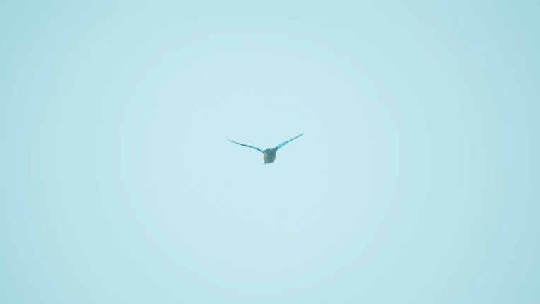 Bird Feather: Aquamarine World screenshot