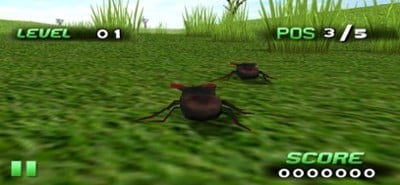 Insect Race Image