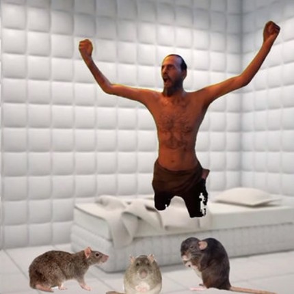 Slender Tabbys Image