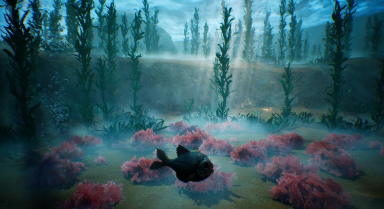 Tidepool Image