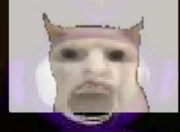 Slender Tabbys Image