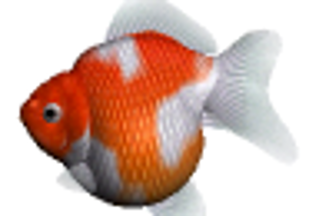 The Computer Fish Image