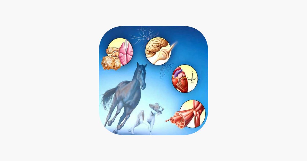 Games like Veterinary Terminology Quiz