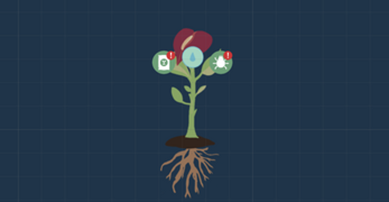Lifeseeds Image