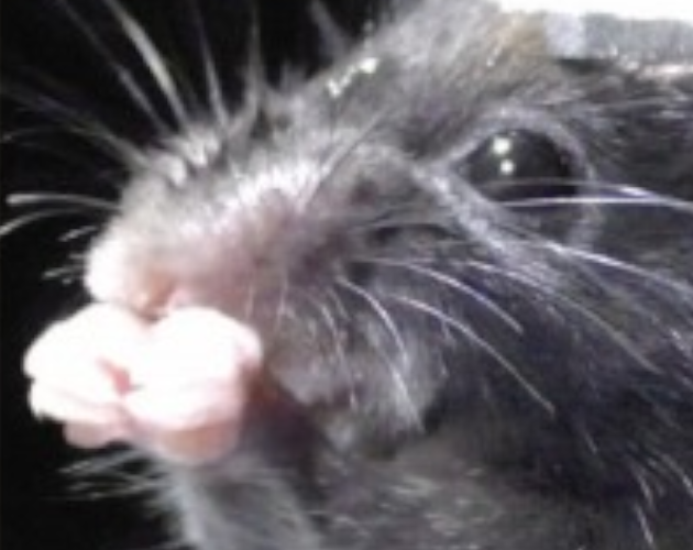 Games like Rats Paper Scissors