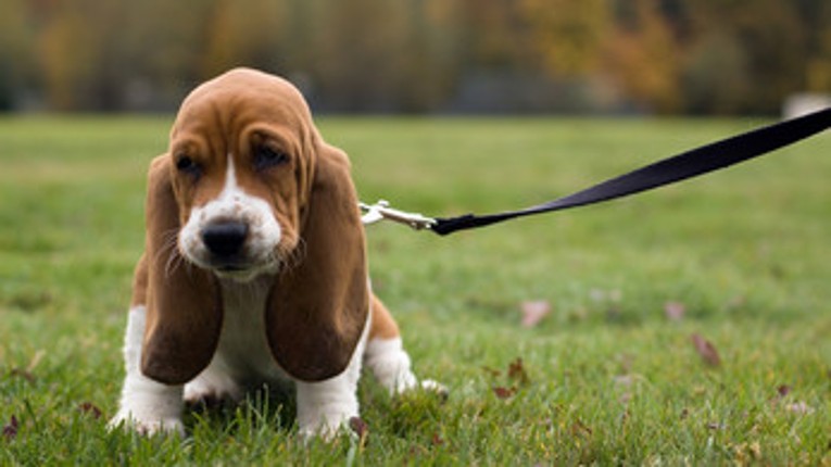 Puppy Swipe Image