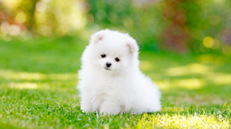 Puppy Swipe Image