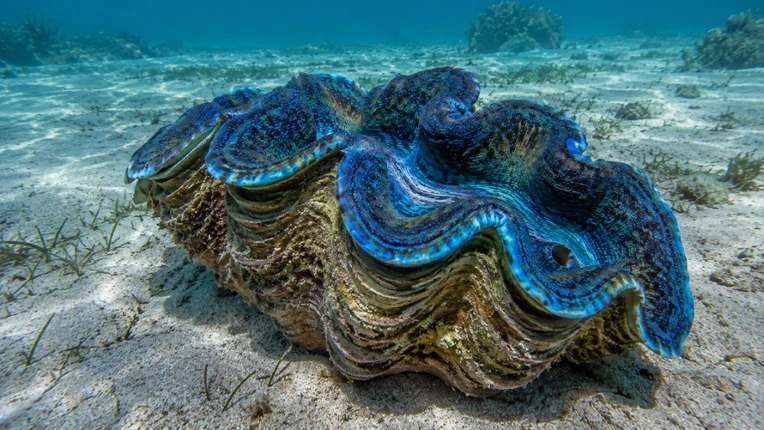 Puzzle Mollusks Image
