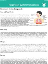 Anatomy : Respiratory System Image