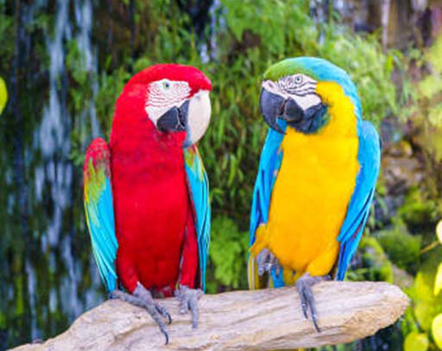 Games like Birds Quiz