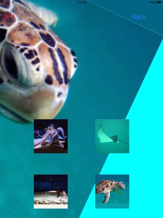 Which Is The Same Fish? for Clownfish and Friends screenshot