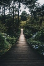 Browser Timer - Forest Bridge - 10 Minutes Image