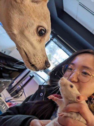 Ratamari Damacheese screenshot