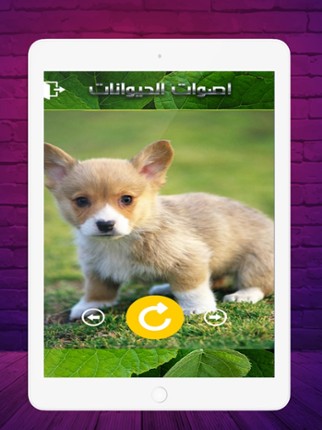 2020 اصوات الحيوانات screenshot