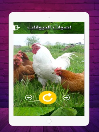 2020 اصوات الحيوانات screenshot