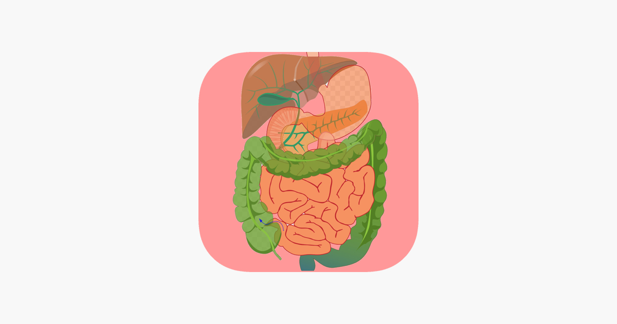 Games like Digestive System Flashcards