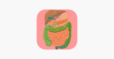 Digestive System Flashcards Image