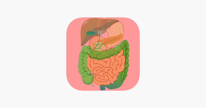 Digestive System Flashcards Game Cover