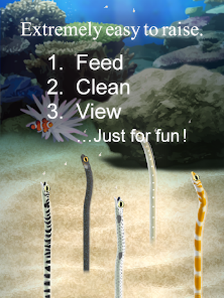 Garden Eel Pet Image