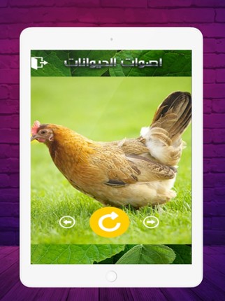 2020 اصوات الحيوانات screenshot