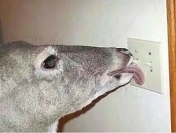 Licking Deer screenshot