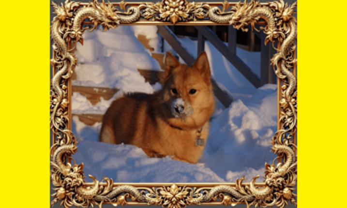 Guess the Breed Image