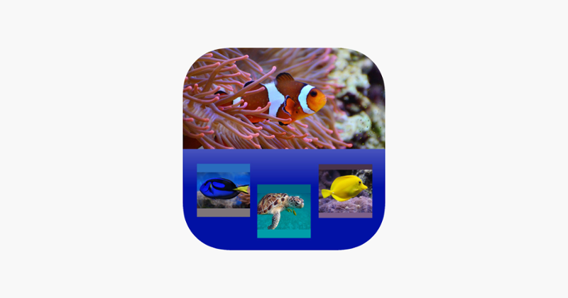 Which Is The Same Fish? for Clownfish and Friends Image