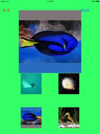 Which Is The Same Fish? for Clownfish and Friends screenshot