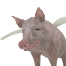 Pigs Flight Simulator Image