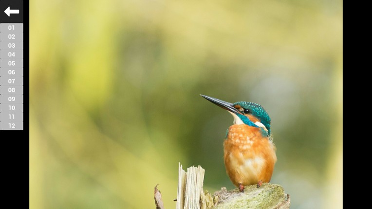 Bird Feather: Aquamarine World screenshot