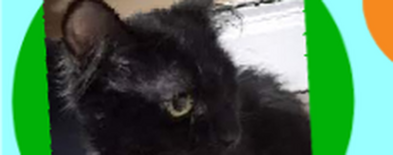 get the black cat 2 screenshot