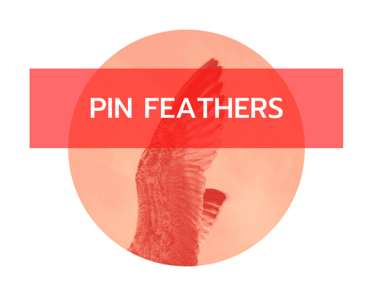 Pin Feathers Image
