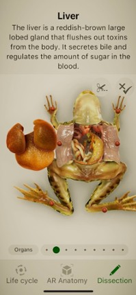 Froggipedia by Embibe Image