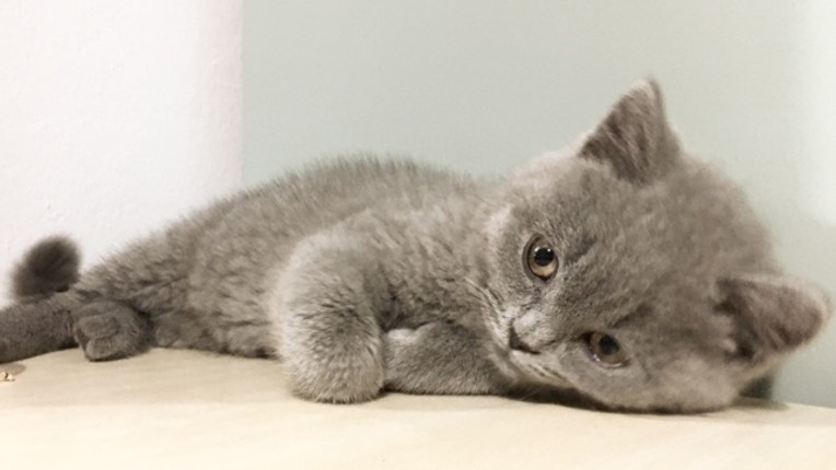 Paint the world-coloring book screenshot