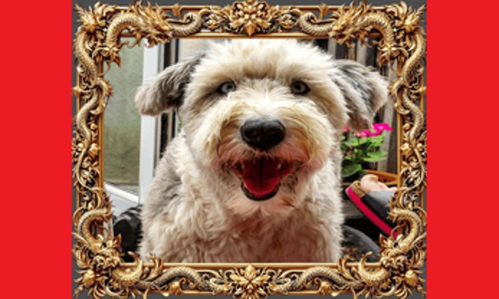 Guess the Breed Image