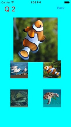 Which Is The Same Fish? for Clownfish and Friends Image