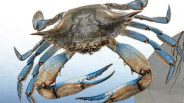 Games like Crablike (alpha)