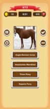 Horse Quiz Image