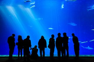 Aquarium Image