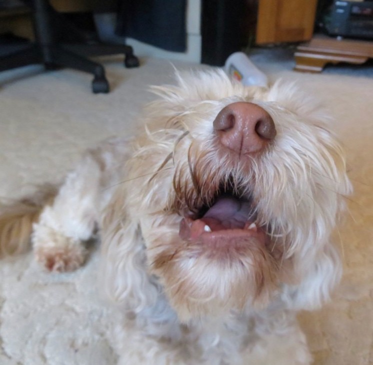 Games like Angry doggos