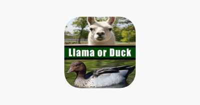 Llama or Duck Image