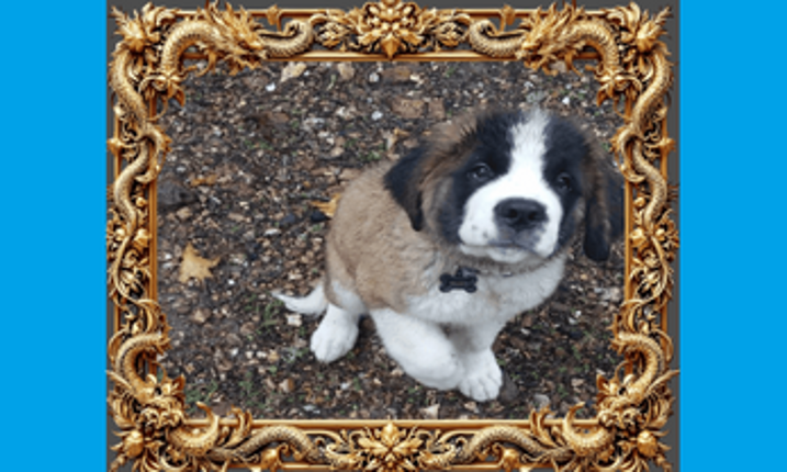 Guess the Breed screenshot