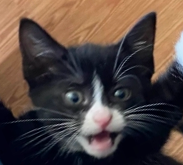 Games like GUS: cuteness overload