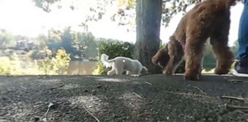 Reston Dog Spotter VR screenshot