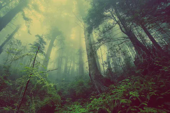 Classic jigsaw puzzles Image