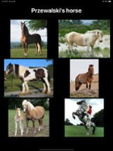 3Strike Horses Image